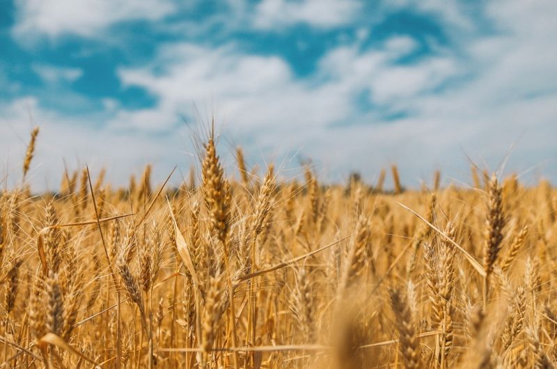 Herbert Gruber on future of straw bale construction