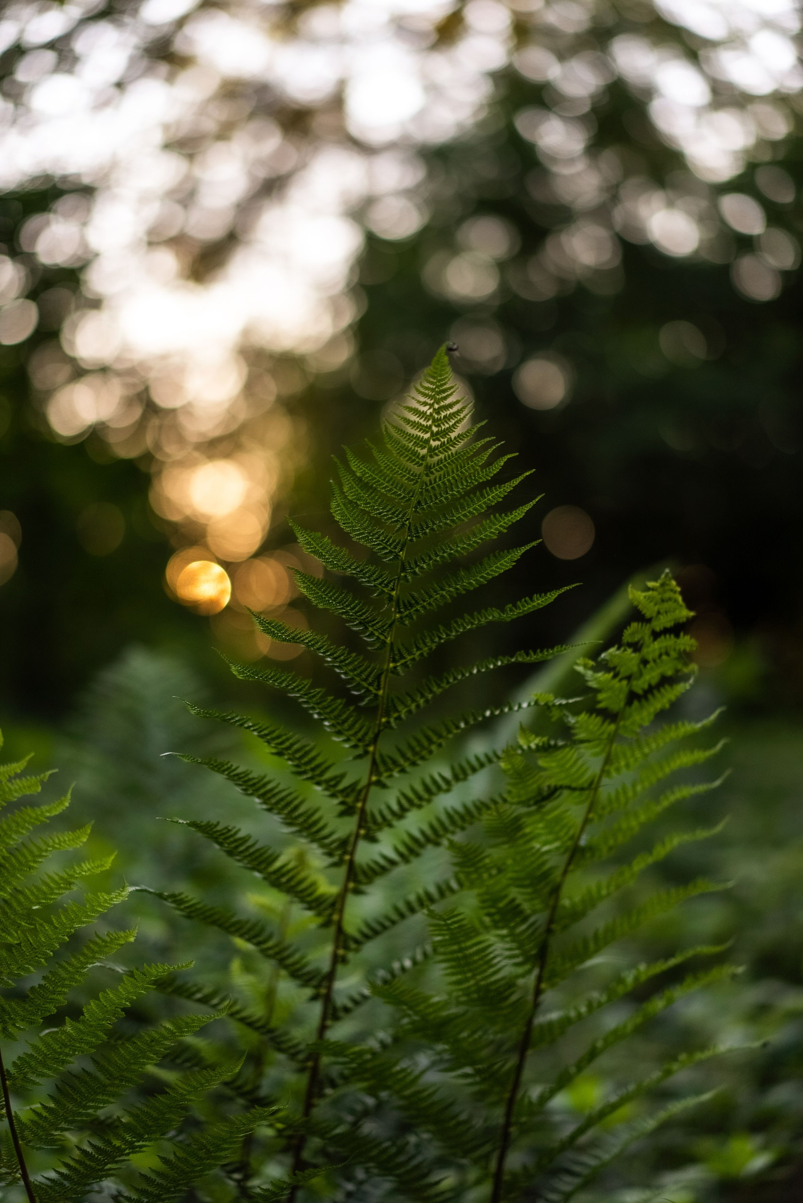 We Strive for a Climate-friendly World